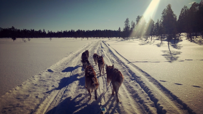 Husky safari, Kaamanen